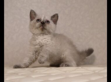 セルカークレックス子猫　Selkirk Rex　2025.12.16産まれ　　ブルーポイント　巻き毛　女の子　シーダキャット猫のお店