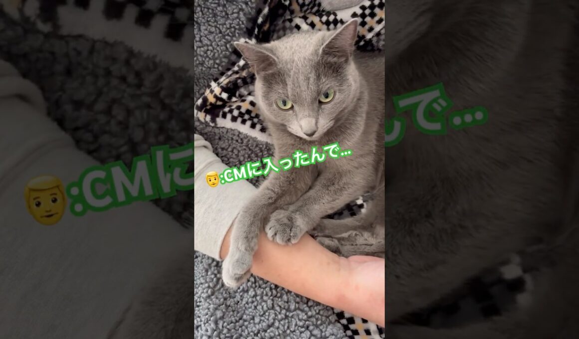 パパ...もう我慢できません💦 #猫 #ロシアンブルー #catshorts #shorts