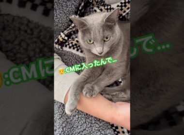 パパ...もう我慢できません💦 #猫 #ロシアンブルー #catshorts #shorts