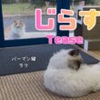 バーマン猫ラフ【じらす】Tease（バーマン猫）Birman/Cat