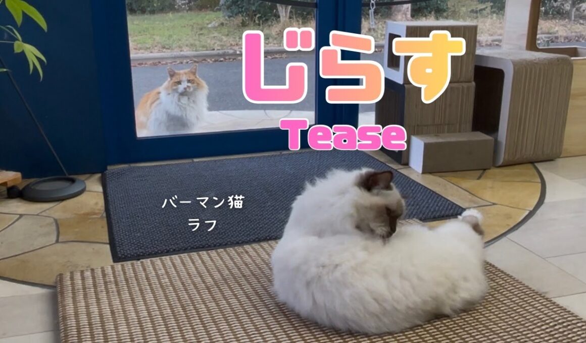 バーマン猫ラフ【じらす】Tease（バーマン猫）Birman/Cat