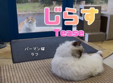 バーマン猫ラフ【じらす】Tease（バーマン猫）Birman/Cat