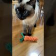 にんじんとシャム猫のふくさん【たぬき猫】 #cat #しゃむねこ #猫のいる暮らし #猫好きさんと繋がりたい #ねこ #cute