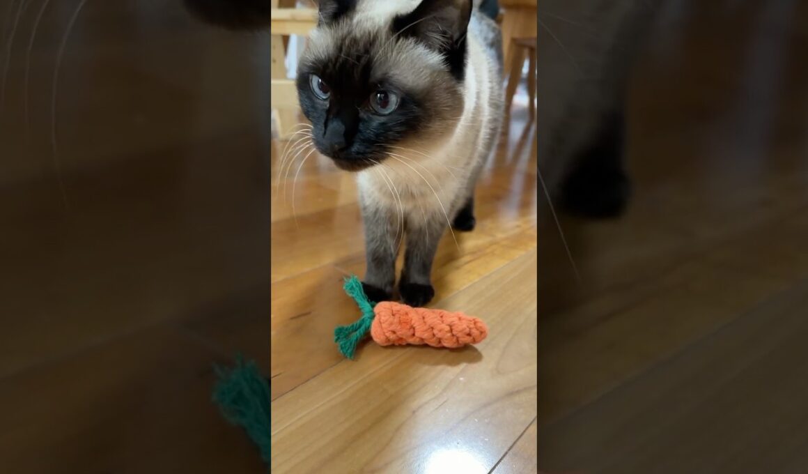 にんじんとシャム猫のふくさん【たぬき猫】 #cat #しゃむねこ #猫のいる暮らし #猫好きさんと繋がりたい #ねこ #cute