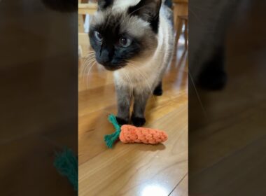 にんじんとシャム猫のふくさん【たぬき猫】 #cat #しゃむねこ #猫のいる暮らし #猫好きさんと繋がりたい #ねこ #cute