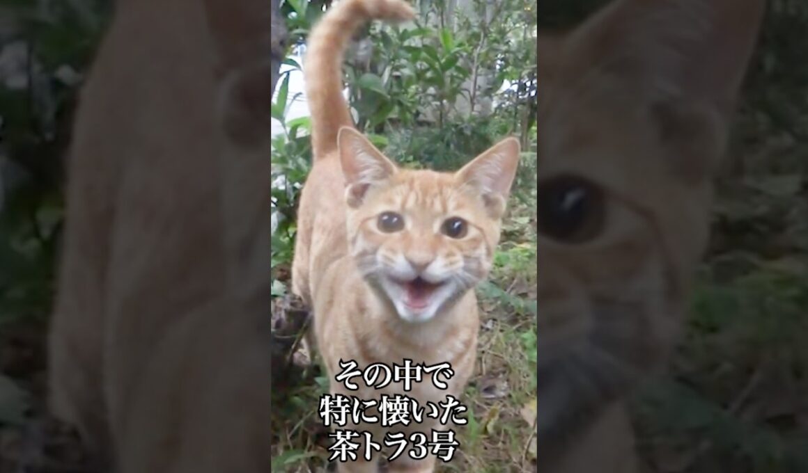 出会って13年、ずっと子猫   #cat #kitten #猫 #子猫 #ねこ #こねこ #shorts  #保護猫