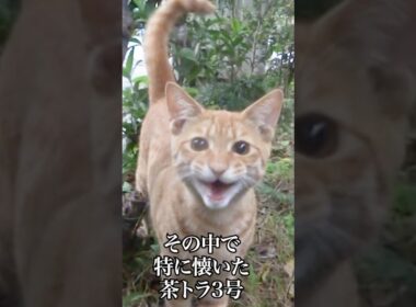 出会って13年、ずっと子猫   #cat #kitten #猫 #子猫 #ねこ #こねこ #shorts  #保護猫