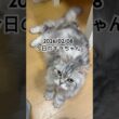 2026/02/08今日のキラちゃん #猫 #ペルシャ #cat #猫のいる暮らし