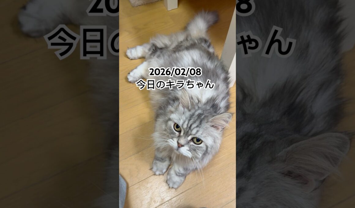 2026/02/08今日のキラちゃん #猫 #ペルシャ #cat #猫のいる暮らし