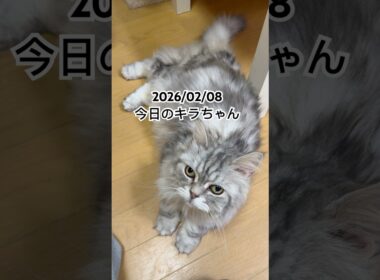2026/02/08今日のキラちゃん #猫 #ペルシャ #cat #猫のいる暮らし
