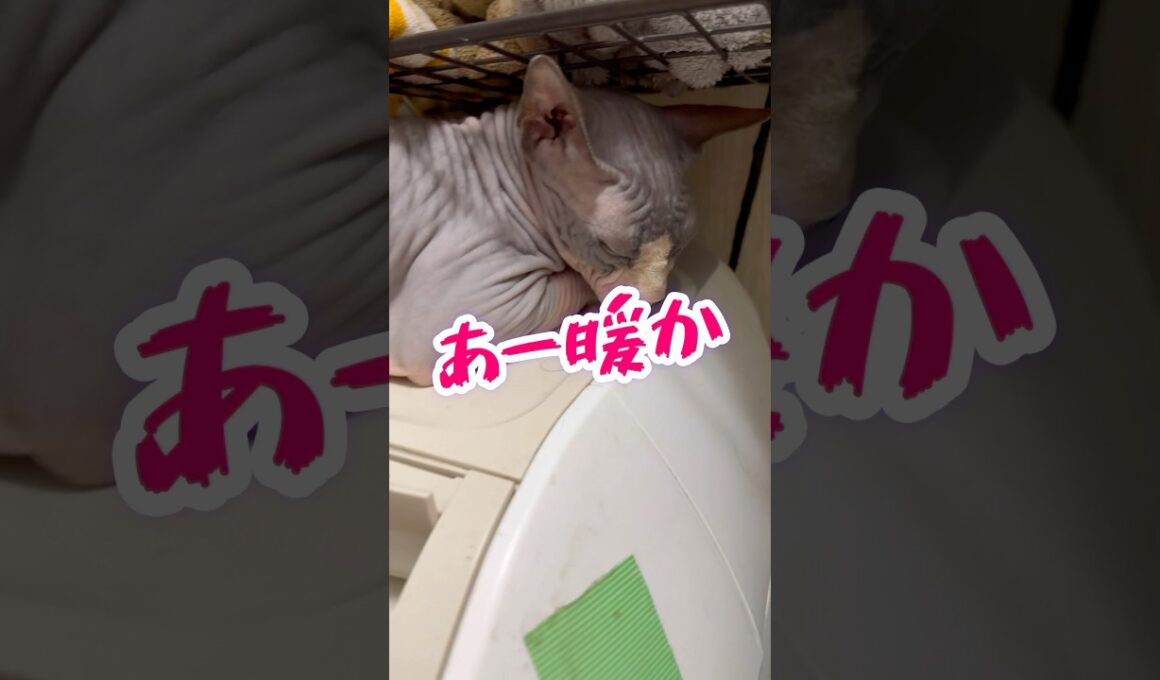 スフィンクス猫の秘密基地🤣#shorts #猫 #cat #lifewithcats #猫のいる暮らし #sphynx