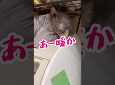 スフィンクス猫の秘密基地🤣#shorts #猫 #cat #lifewithcats #猫のいる暮らし #sphynx