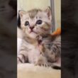 子猫のたどたどしい毛繕いがカワイイ【赤ちゃん猫　保護猫】 #gatto #kitten #子ネコ #cat #meow #cute