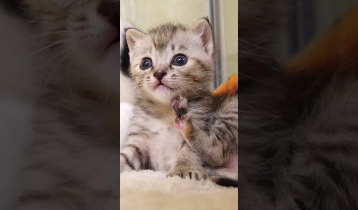 子猫のたどたどしい毛繕いがカワイイ【赤ちゃん猫　保護猫】 #gatto #kitten #子ネコ #cat #meow #cute