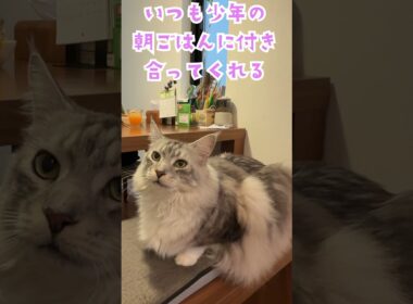 朝食を見守りながら少年に返事をしてくれる大型猫メインクーン#short