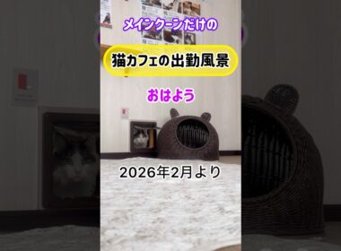 20260208メインクーンだけの【猫カフェの出勤風景】#cat #cooncat #mainecat #もふもふ