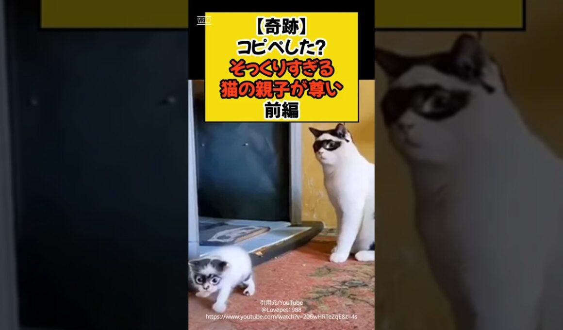 【奇跡】コピペした！？そっくりすぎる猫の親子が尊い-前編- #shorts #ねこ #cat  #猫のいる暮らし #親子 #尊い #前編 #四国めたん