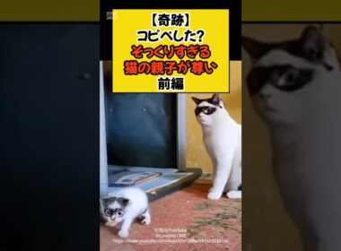 【奇跡】コピペした！？そっくりすぎる猫の親子が尊い-前編- #shorts #ねこ #cat  #猫のいる暮らし #親子 #尊い #前編 #四国めたん