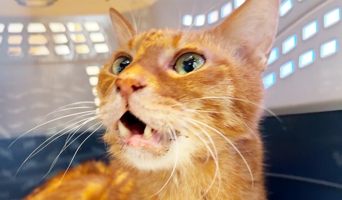 ベテラン子猫、腎臓に腫瘍が見つかる　The final days of my third cat