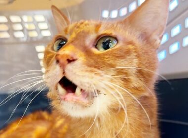 ベテラン子猫、腎臓に腫瘍が見つかる　The final days of my third cat