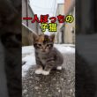 拾われた子猫と母猫【感動物語】 #shorts