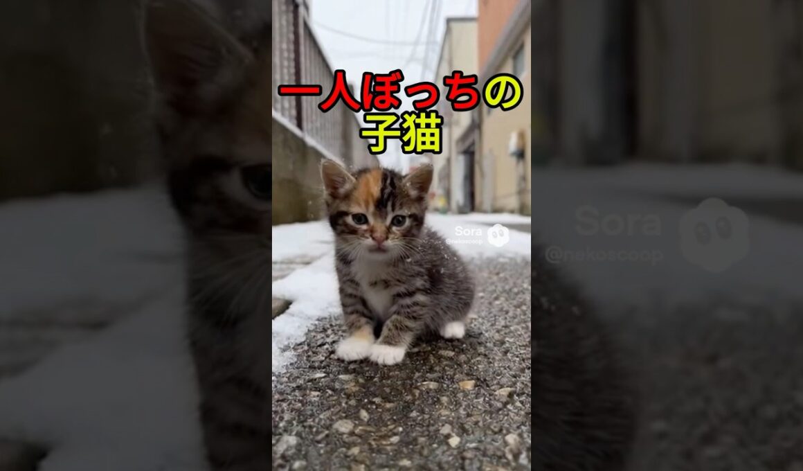 拾われた子猫と母猫【感動物語】 #shorts