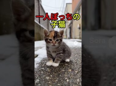 拾われた子猫と母猫【感動物語】 #shorts