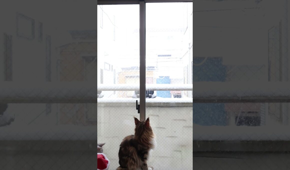 雪を見ているメインクーン達