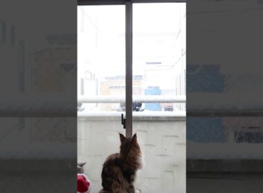 雪を見ているメインクーン達