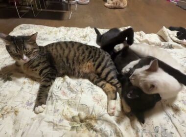 キジシロのルル「私に乗って、じゃれるなシャムの雫、黒猫の黒夢」