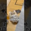 2026/02/08今日のしーちゃん #猫 #ペルシャ #シエル #cat #猫のいる暮らし