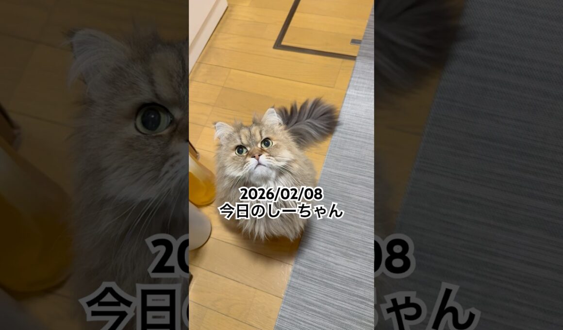 2026/02/08今日のしーちゃん #猫 #ペルシャ #シエル #cat #猫のいる暮らし