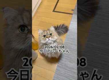 2026/02/08今日のしーちゃん #猫 #ペルシャ #シエル #cat #猫のいる暮らし