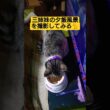 三姉妹の夕飯風景を撮影してみる#cute #cat #保護猫 #ねこ #ねこ動画 #ディナー #食事 #いやし #いやしねこ #猫のいる暮らし #ウタ #時雨 #吹雪