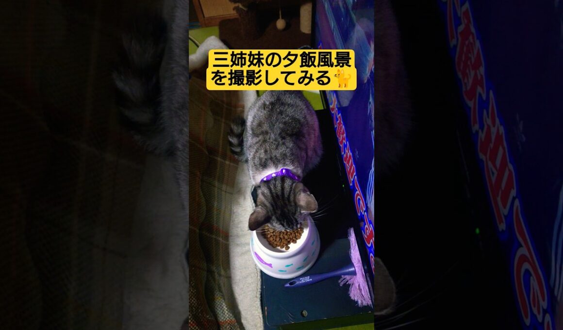 三姉妹の夕飯風景を撮影してみる#cute #cat #保護猫 #ねこ #ねこ動画 #ディナー #食事 #いやし #いやしねこ #猫のいる暮らし #ウタ #時雨 #吹雪