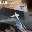 大きなガンダムが届いた日の猫たち 【サイベリアン】
