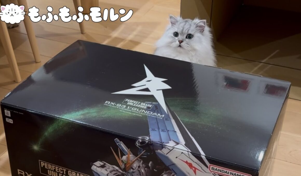 大きなガンダムが届いた日の猫たち 【サイベリアン】