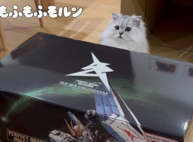 大きなガンダムが届いた日の猫たち 【サイベリアン】