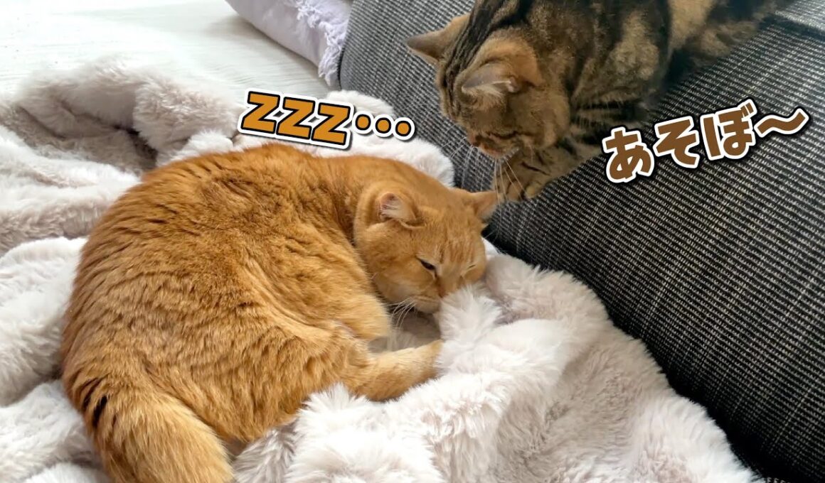 お気に入りの布団で愛猫が冬眠しちゃいました…！