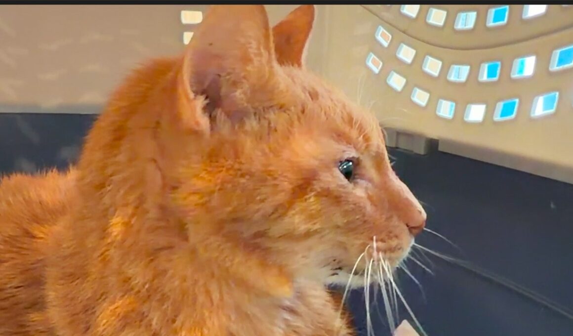 腎臓腫瘍のベテラン子猫、追憶の雪景色 Snowy scenery of memories