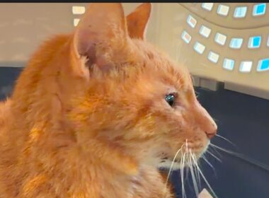 腎臓腫瘍のベテラン子猫、追憶の雪景色 Snowy scenery of memories