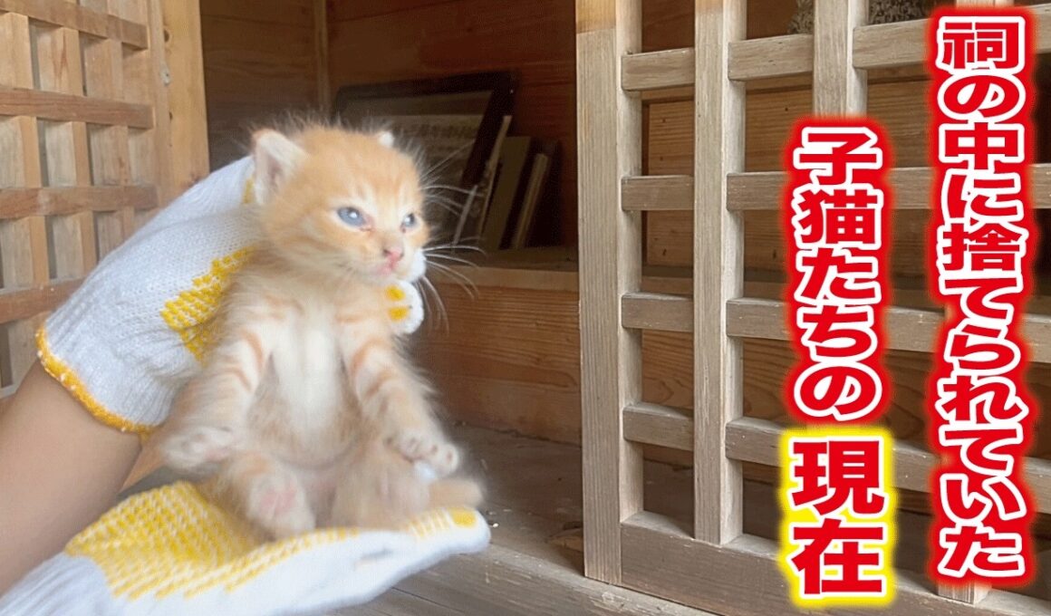 祠の中から必死に鳴き叫んでいた生後一ヶ月の子猫三匹を保護して１年、子猫達は今‥
