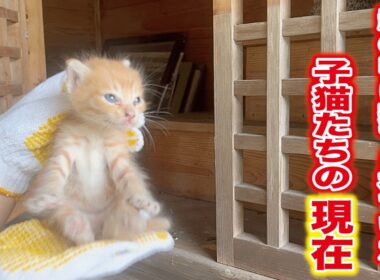 祠の中から必死に鳴き叫んでいた生後一ヶ月の子猫三匹を保護して１年、子猫達は今‥