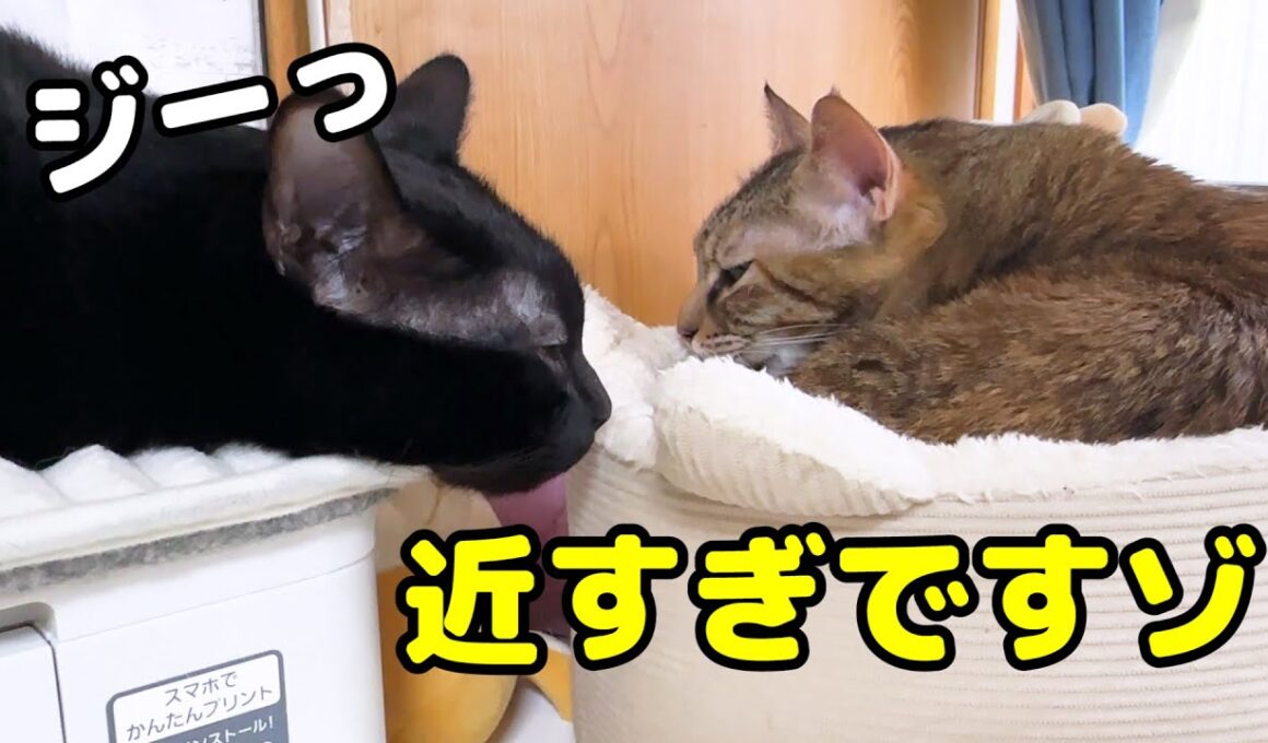 先輩猫や後輩猫たちにかまってもらおうと頑張る黒猫くんが可愛すぎました…笑