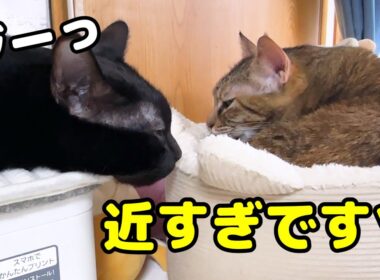 先輩猫や後輩猫たちにかまってもらおうと頑張る黒猫くんが可愛すぎました…笑