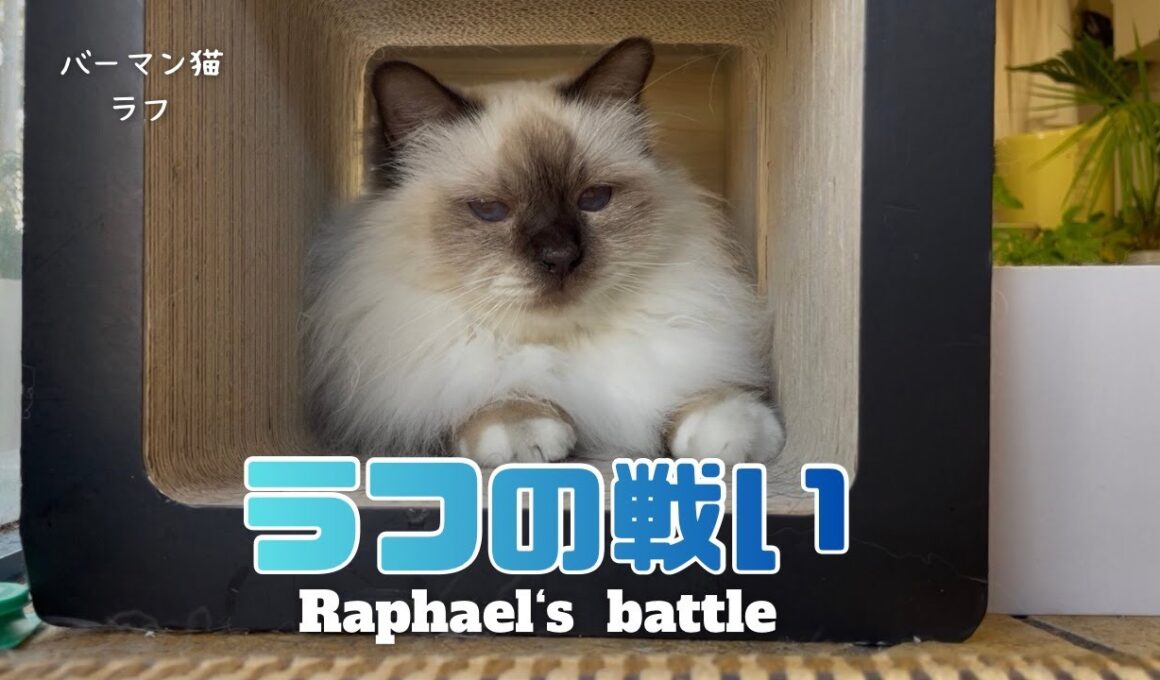 バーマン猫ラフ【ラフの戦い】Raphael’s battle（バーマン猫）Birman/Cat