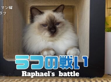 バーマン猫ラフ【ラフの戦い】Raphael’s battle（バーマン猫）Birman/Cat