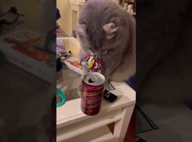 いたずら #ねこ動画 #アメリカンカール #catshorts