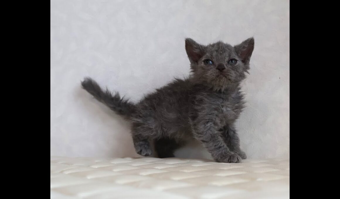 セルカークレックス子猫　Selkirk Rex　2025.12.4産まれ　ブルー　巻き毛　女の子　シーダキャット猫のお店