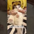怒ってるのに可愛い…エンジンみたいに鳴くラグドールの子猫の主張がコチラ🐾